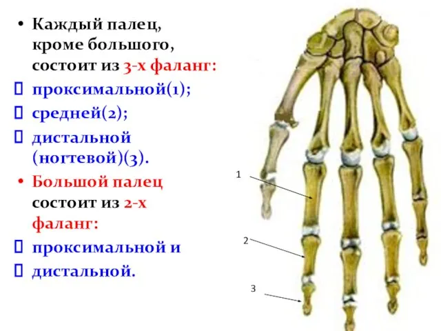 Каждый палец, кроме большого, состоит из 3-х фаланг: проксимальной(1); средней(2); дистальной (ногтевой)(3).