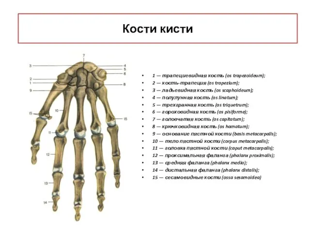 Кости кисти 1 — трапециевидная кость (os trapezoideum); 2 — кость-трапеция (os