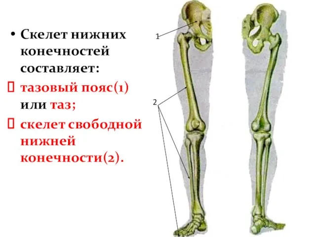 Скелет нижних конечностей составляет: тазовый пояс(1) или таз; скелет свободной нижней конечности(2). 1 2