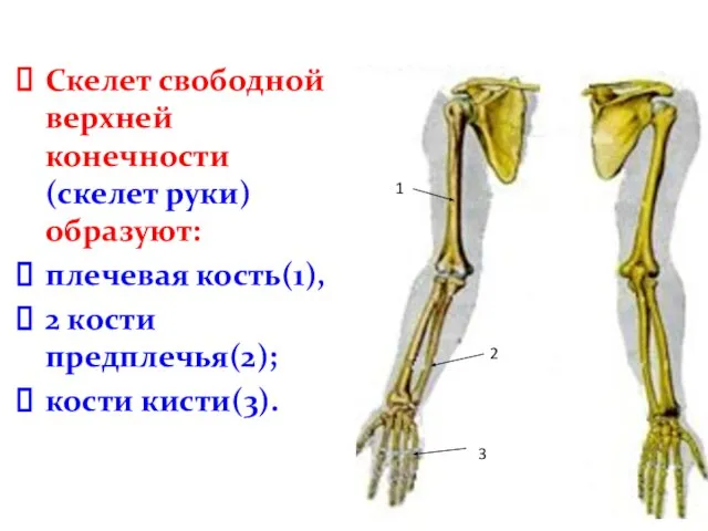 Скелет свободной верхней конечности (скелет руки) образуют: плечевая кость(1), 2 кости предплечья(2);