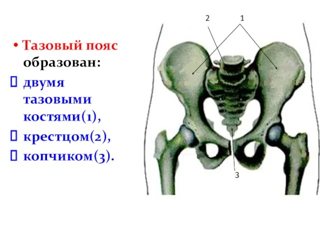 Тазовый пояс образован: двумя тазовыми костями(1), крестцом(2), копчиком(3). 1 2 3