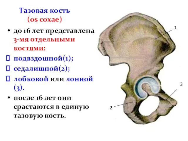 Тазовая кость (os coxаe) до 16 лет представлена 3-мя отдельными костями: подвздошной(1);