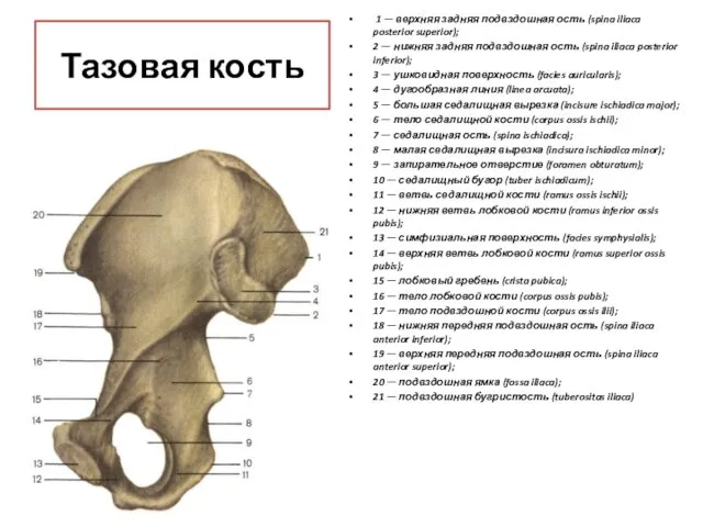 Тазовая кость 1 — верхняя задняя подвздошная ость (spina iliaca posterior superior);