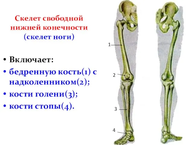 Скелет свободной нижней конечности (скелет ноги) Включает: бедренную кость(1) с надколенником(2); кости