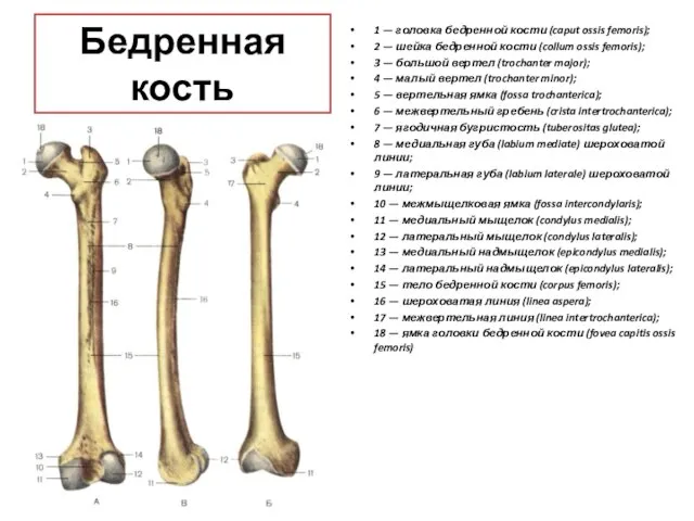 Бедренная кость 1 — головка бедренной кости (caput ossis femoris); 2 —
