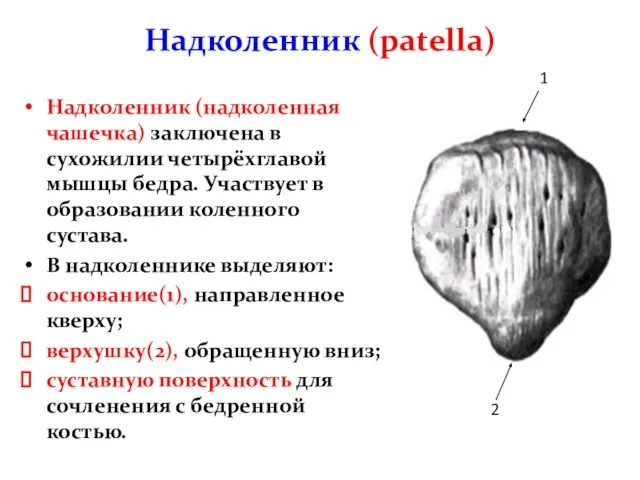 Надколенник (patella) Надколенник (надколенная чашечка) заключена в сухожилии четырёхглавой мышцы бедра. Участвует