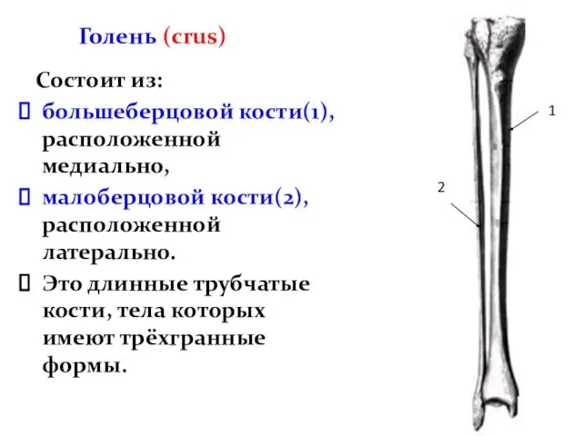 Голень (crus) Состоит из: большеберцовой кости(1), расположенной медиально, малоберцовой кости(2), расположенной латерально.