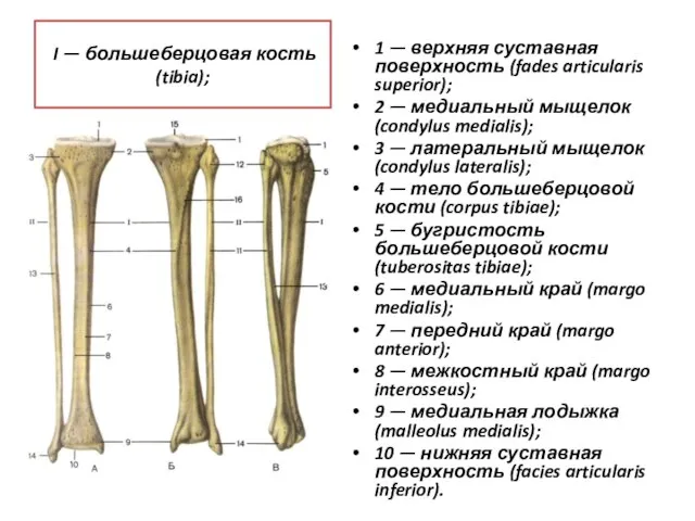 I — большеберцовая кость (tibia); 1 — верхняя суставная поверхность (fades articularis
