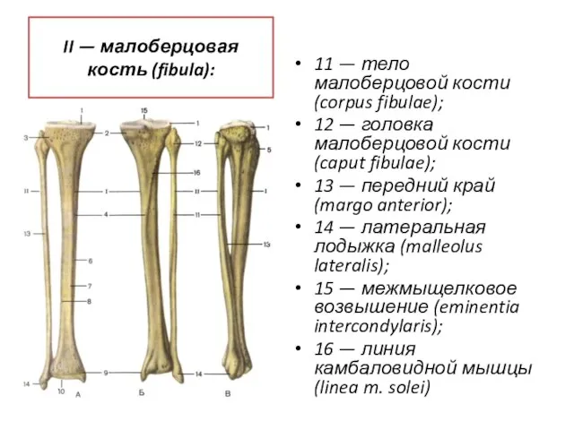 II — малоберцовая кость (fibula): 11 — тело малоберцовой кости (corpus fibulae);