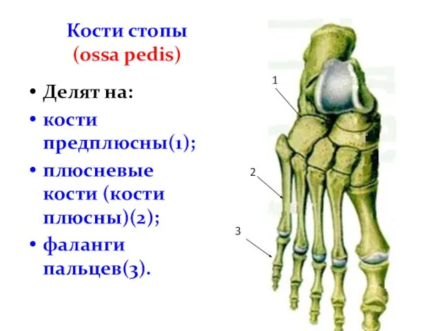 Кости стопы (ossa pedis) Делят на: кости предплюсны(1); плюсневые кости (кости плюсны)(2);