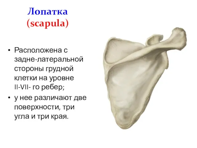 Лопатка (scapula) Расположена с задне-латеральной стороны грудной клетки на уровне II-VII- го