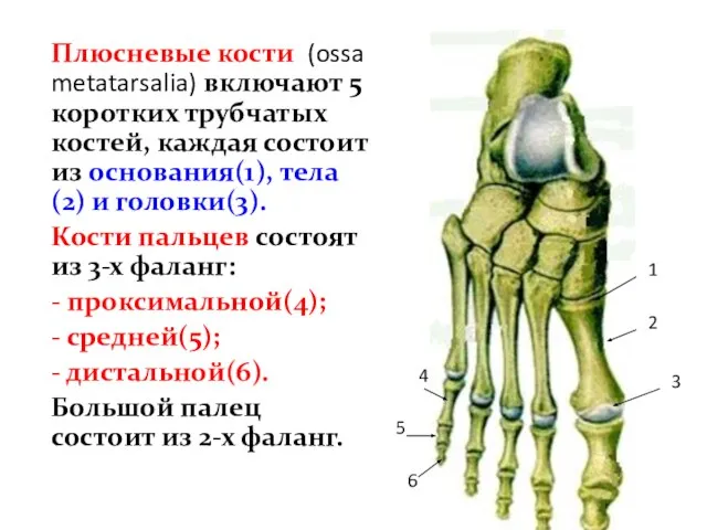 Плюсневые кости (ossa metatarsalia) включают 5 коротких трубчатых костей, каждая состоит из