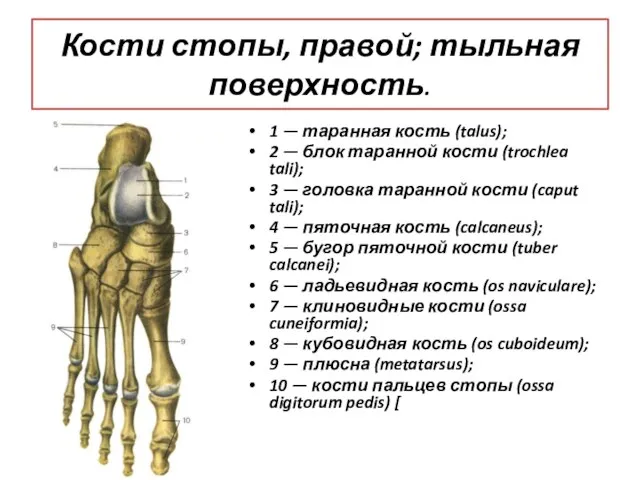 Кости стопы, правой; тыльная поверхность. 1 — таранная кость (talus); 2 —