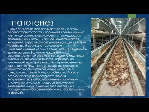 патогенез Вирус птичьего гриппа попадает в верхние отделы респираторного тракта и проникает