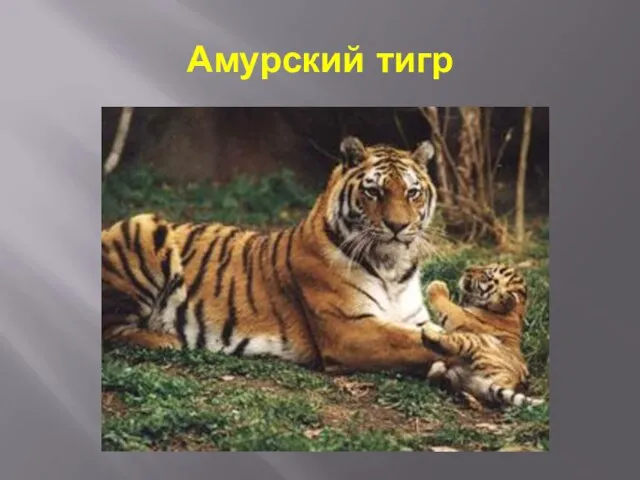 Амурский тигр