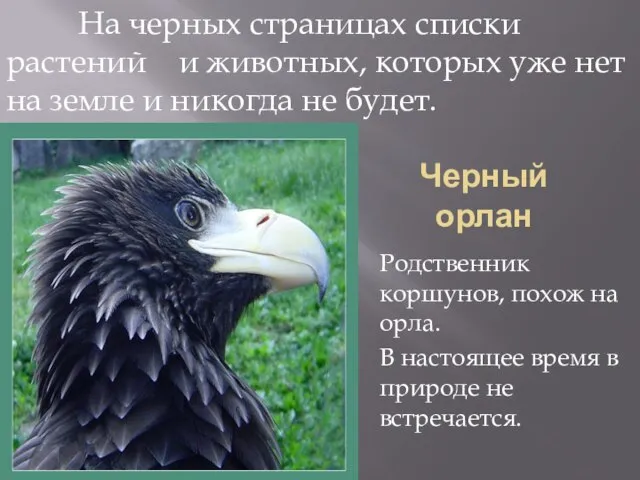 Черный орлан Родственник коршунов, похож на орла. В настоящее время в природе