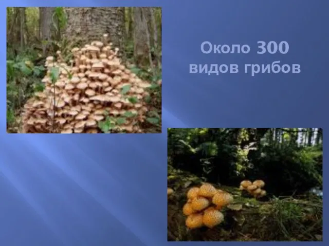 Около 300 видов грибов