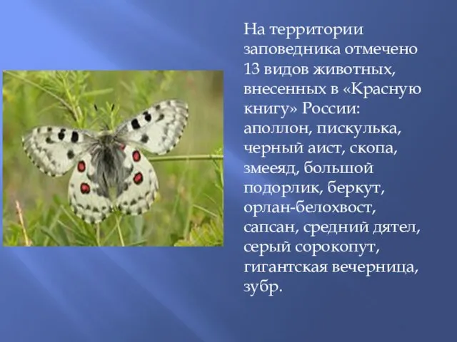 На территории заповедника отмечено 13 видов животных, внесенных в «Красную книгу» России: