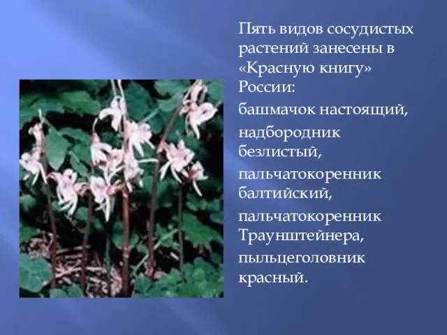 Пять видов сосудистых растений занесены в «Красную книгу» России: башмачок настоящий, надбородник