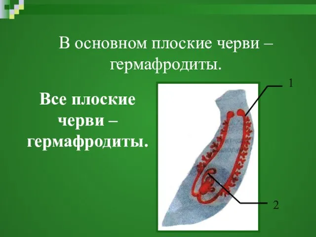В основном плоские черви – гермафродиты. Все плоские черви – гермафродиты. 1 2