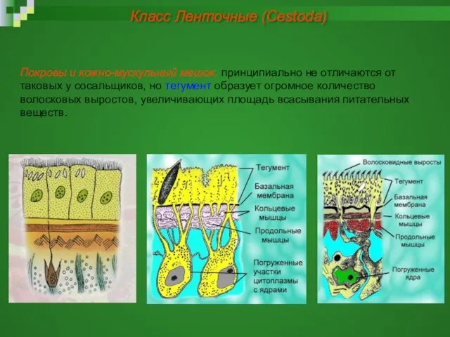 Покровы и кожно-мускульный мешок. принципиально не отличаются от таковых у сосальщиков, но