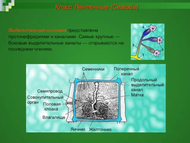 Выделительная система представлена протонефридиями и каналами. Самые крупные — боковые выделительные каналы