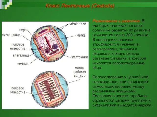 Размножение и развитие. В молодых члениках половые органы не развиты, их развитие