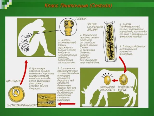 Класс Ленточные (Cestoda)