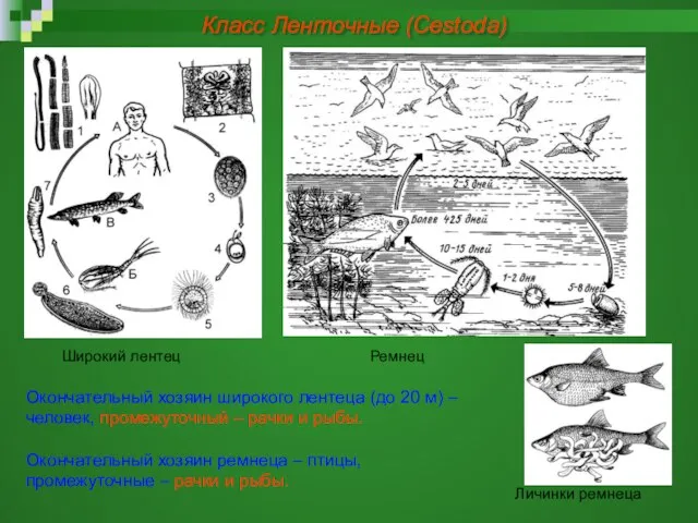 Окончательный хозяин широкого лентеца (до 20 м) – человек, промежуточный – рачки