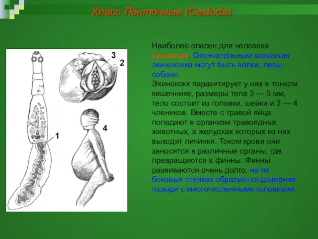 Наиболее опасен для человека эхинококк. Окончательным хозяином эхинококка могут быть волки, лисы,