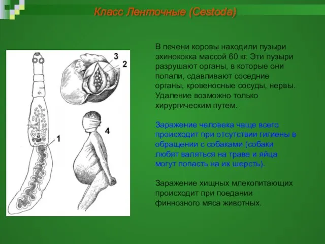 В печени коровы находили пузыри эхинококка массой 60 кг. Эти пузыри разрушают