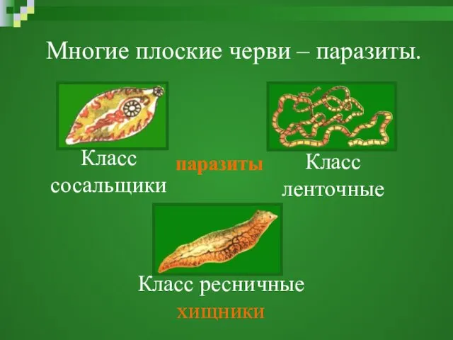 Многие плоские черви – паразиты. Класс сосальщики Класс ленточные паразиты Класс ресничные хищники