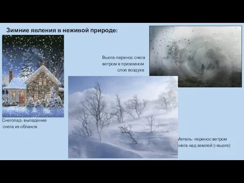 Зимние явления в неживой природе: Вьюга-перенос снега ветром в приземном слое воздуха