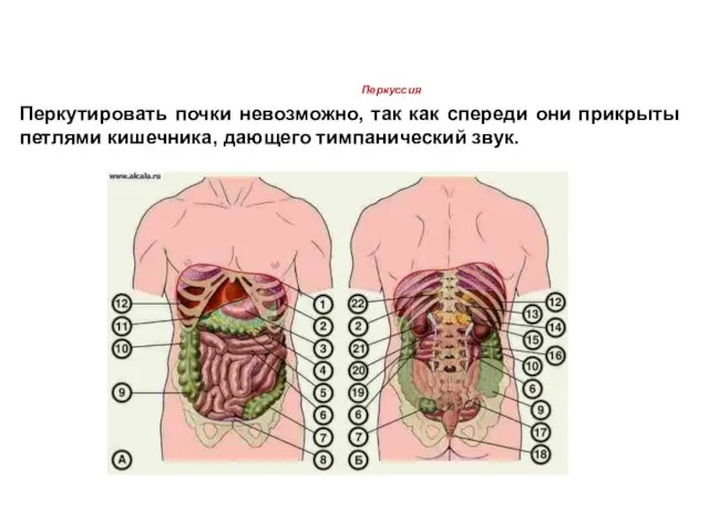 Перкуссия Перкутировать почки невозможно, так как спереди они прикрыты петлями кишечника, дающего тимпанический звук.