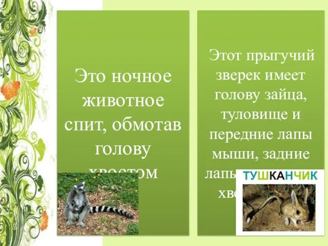 Это ночное животное спит, обмотав голову хвостом Этот прыгучий зверек имеет голову