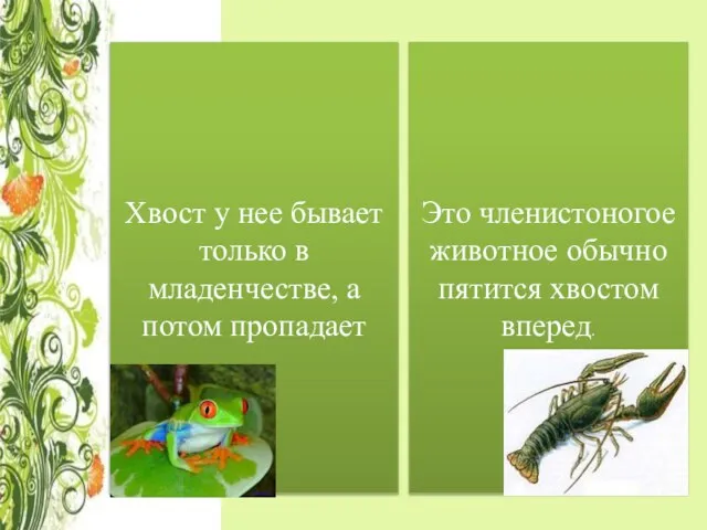 Хвост у нее бывает только в младенчестве, а потом пропадает Это членистоногое