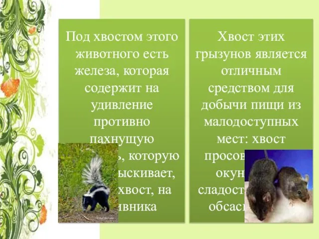 Под хвостом этого животного есть железа, которая содержит на удивление противно пахнущую