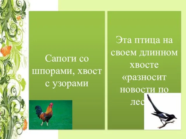 Сапоги со шпорами, хвост с узорами Эта птица на своем длинном хвосте «разносит новости по лесу».