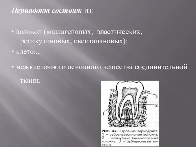 Периодонт состоит из: • волокон (коллагеновых, .эластических, ретикулиновых, окситалановых); • клеток, •