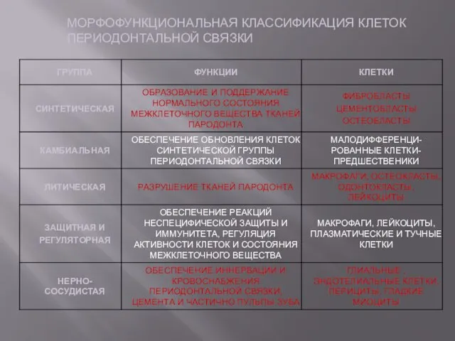 МОРФОФУНКЦИОНАЛЬНАЯ КЛАССИФИКАЦИЯ КЛЕТОК ПЕРИОДОНТАЛЬНОЙ СВЯЗКИ