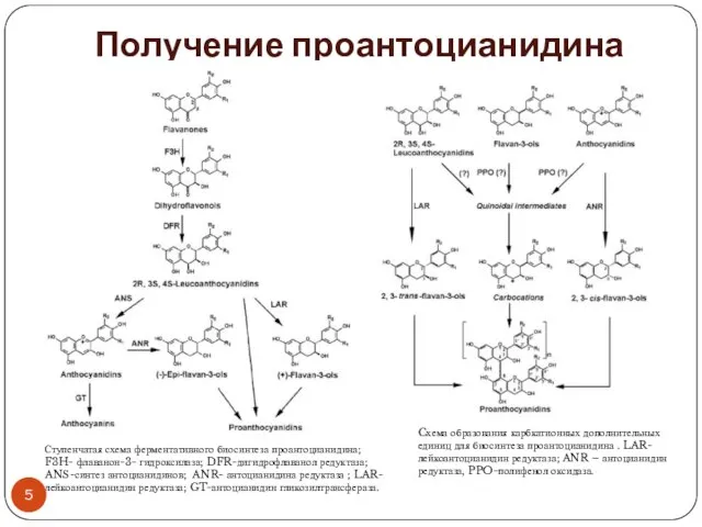 Получение проантоцианидина Cхема образования карбкатионных дополнительных единиц для биосинтеза проантоцианидина . LAR-