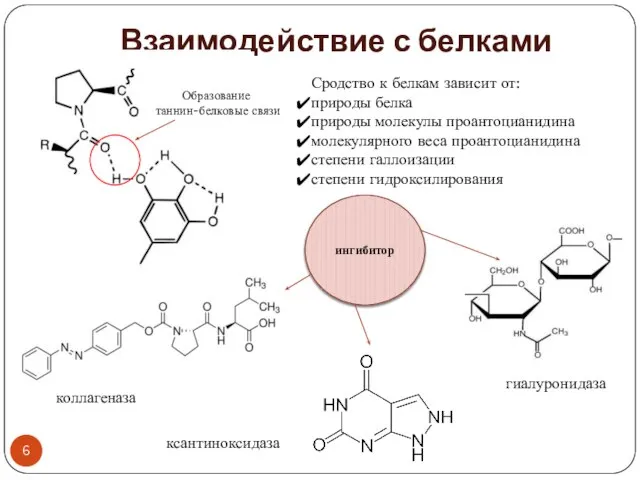 Взаимодействие с белками Образование таннин-белковые связи Сродство к белкам зависит от: природы