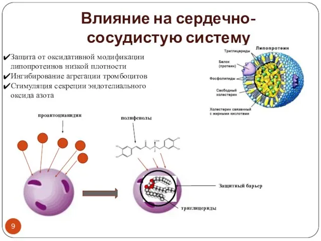 Влияние на сердечно-сосудистую систему Защита от оксидативной модификации липопротеинов низкой плотности Ингибирование