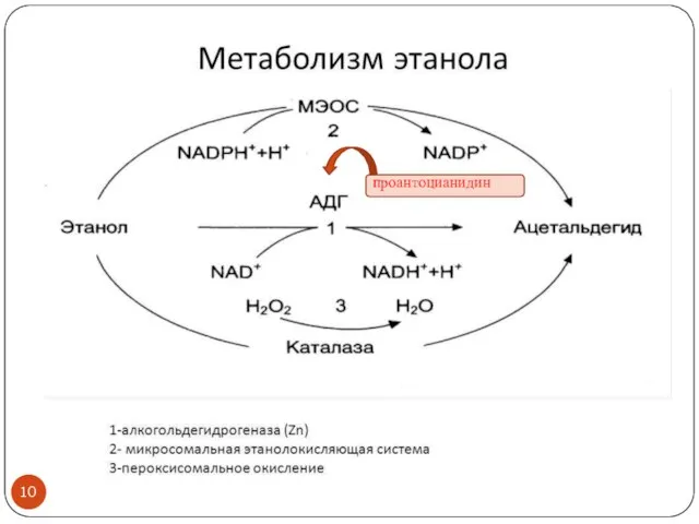 проантоцианидин