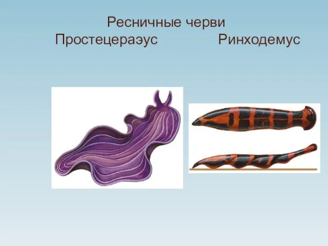 Ресничные черви Простецераэус Ринходемус