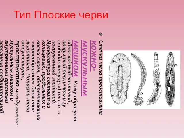 Тип Плоские черви Стенка тела представлена кожно-мускульным мешком. Кожу образует однослойный эпителий,