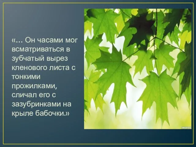 «… Он часами мог всматриваться в зубчатый вырез кленового листа с тонкими