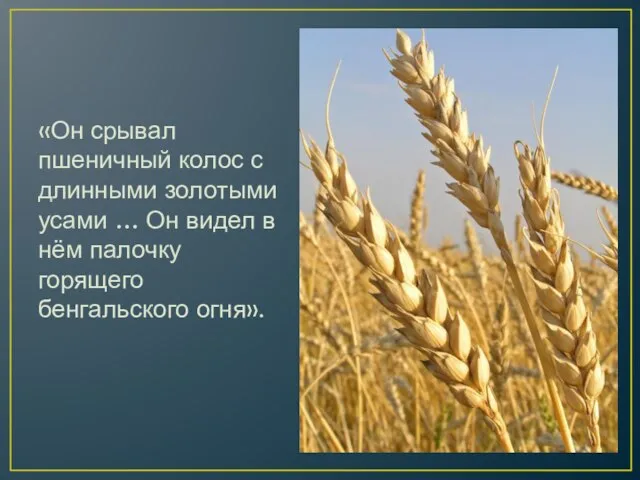 «Он срывал пшеничный колос с длинными золотыми усами … Он видел в