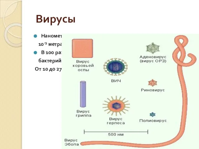 Вирусы Нанометр – 10-9 метра В 100 раз меньше бактерий От 10 до 275 нм