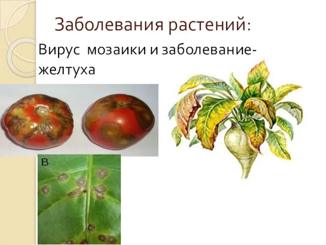 Заболевания растений: Вирус мозаики и заболевание- желтуха